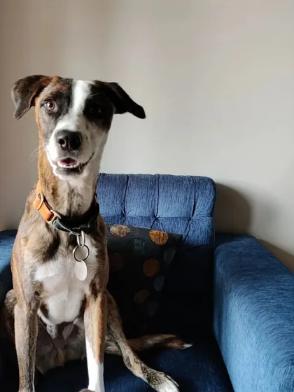 Just look at that happy smile! This is Coffee, a handsome boy who is completely at ease in his home. My in-home pet sitting service ensures your dog can relax in their familiar environment, which is key to reducing separation anxiety and stress.