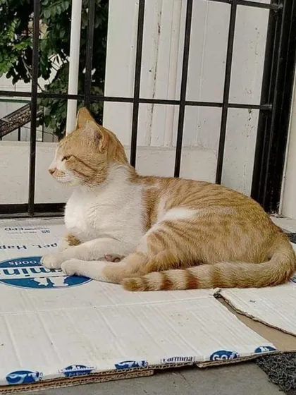 Payasam enjoying a lazy afternoon. This sweet boy is looking for a loving home in Bangalore. Please consider adopting him.