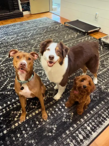 Lazlo with his pack mates. He has learned great social skills and would be a great addition to any family.