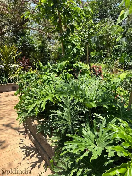 A variety of philodendrons with uniquely shaped leaves spill over the edge of the planter. This close view highlights the detailed horticultural work that goes into creating a rich and diverse plant palette.