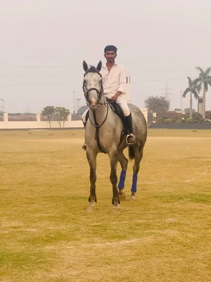 A rider in traditional white attire sits atop a grey horse in our large grass field, ready for a training session.