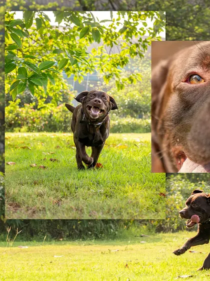 A collage of Tofu, an adopted brown Labrador, running and playing in the park. His goofy, joyful energy is contagious.