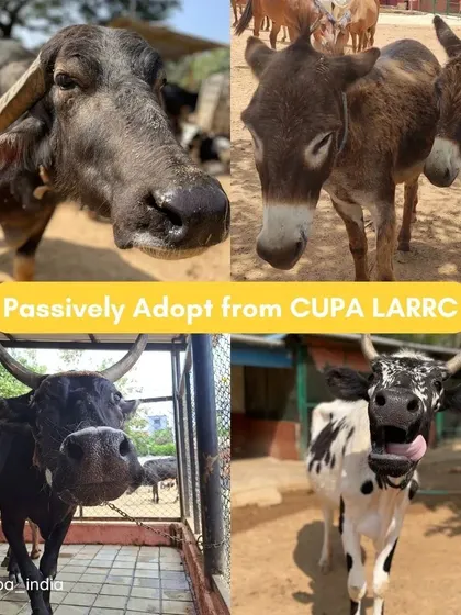 We have many residents, from buffaloes and donkeys to cows and bulls, who are looking for a passive adopter. Your sponsorship provides them with a secure future.