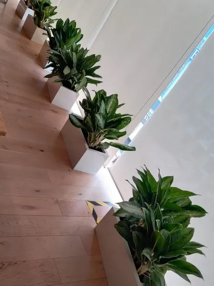 Another angle of the green dividers, showcasing how uniform planters can create a clean, cohesive look while bringing the benefits of nature indoors.