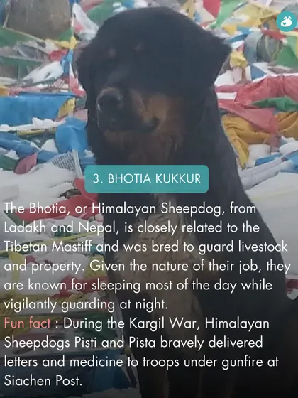The Bhotia Kukur, or Himalayan Sheepdog, is a vigilant guard dog from Ladakh and Nepal, famous for its bravery during the Kargil War.