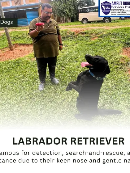 The Labrador Retriever is famous for its gentle nature and keen nose. This makes them exceptional service dogs for detection, search-and-rescue, and assistance roles, where a calm demeanor is essential.