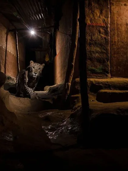 Captured inside a Warli home's passageway, this image shows a leopard navigating a space shared by humans. This photograph, part of an award-winning series, highlights the remarkable tolerance of the local community.