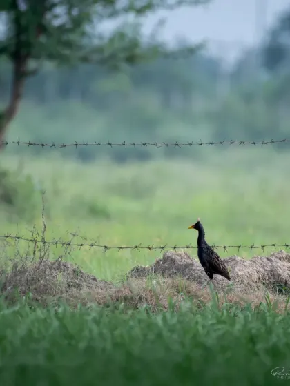 A male Watercock, also known as 'Kora' in Hindi, standing in the grassy wetlands of Dhanauri.