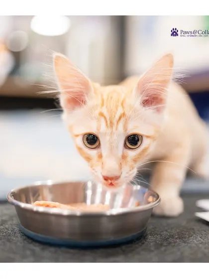 A curious kitten at one of our adoption events enjoys a meal. We are passionate about helping rescue animals find their forever homes and always provide the best nutrition and care.