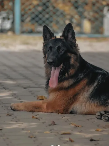 A relaxed German Shepherd taking a break on the pavement. This shot captures a calm, everyday moment, showing the beauty in just letting a pet be themselves during a shoot.