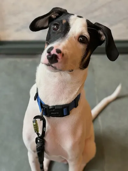 Tintin, a 6-month-old Indie, looking attentive as he begins his 4-week residency program.