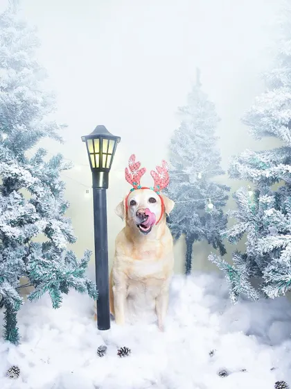 A dreamy, snowy Christmas scene created right in the studio! Snoopy the Labrador is looking extra festive with his reindeer antlers in this winter wonderland setup.