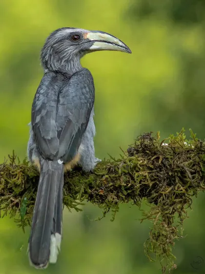 The Malabar Grey Hornbill, a species endemic to the Western Ghats. I photographed this one in Coorg, perched on a mossy branch that perfectly complements its subtle colors.