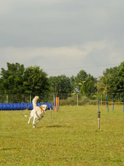 A happy dog in full stride during a lure chase, with our agility course visible in the background.