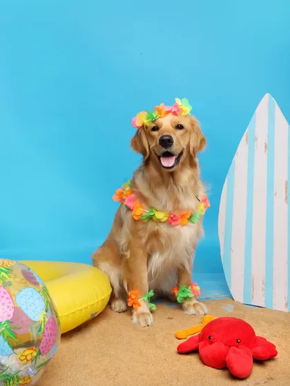 Dressed in her floral lei, this golden retriever is ready for a luau! The colorful props and real sand make this studio beach theme a client favorite.