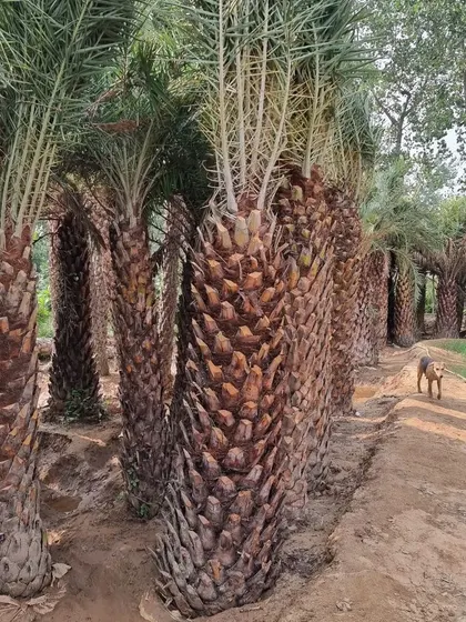 A view of my stock of Date Palm trees, showing the quantity and quality of the plants I can source for large landscaping projects.