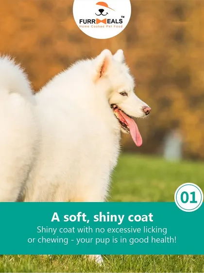 This extensive library of educational content covers everything a pet parent needs to know, from the benefits of turmeric and moringa to tips for hydration, sleep, dental health, and raising a new puppy.