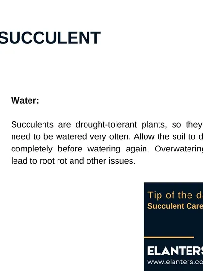 Succulent Care Part 3: Water. Succulents are drought-tolerant, so allow the soil to dry out completely before watering again. Overwatering is the most common mistake.