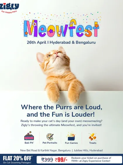The official poster for our Meowfest, a cat-only carnival in Hyderabad and Bengaluru with fun games, pet portraits, and treats.