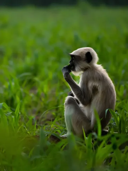 A juvenile Hanuman Langur soaking up the golden morning light. Photography is all about light, and being in the right place at the right time is key to capturing magical moments like this.