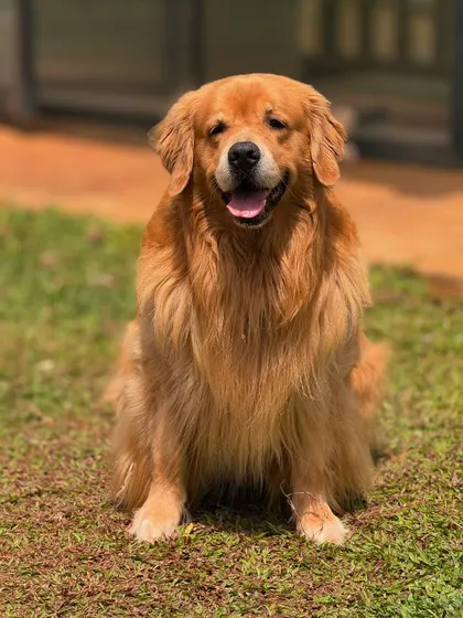 A magnificent long-haired golden retriever posing like a true model.