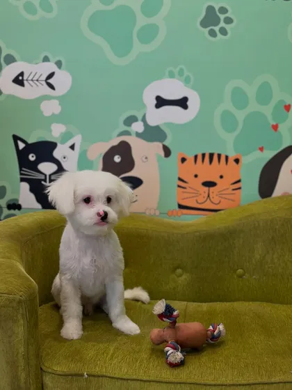 Cheeku the Maltese is sitting pretty on our signature green couch. His white coat is looking extra bright and clean after his gentle bath and trim.