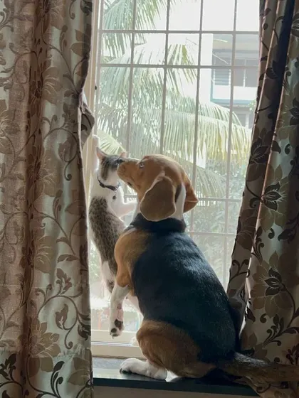 Who says cats and dogs can't be the best of friends? In a multi-pet household, my priority is ensuring every animal feels secure and respected. This peaceful moment of two buddies bird-watching together is a perfect example of the harmony I help maintain in your home.