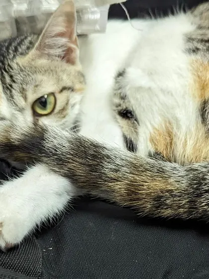 Bambi relaxing in a safe space. Adopting an adult cat like her means you know her personality, and since she's already spayed, you're all set for a happy life together.