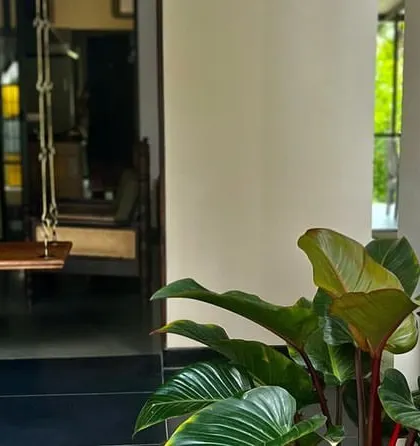 An indoor plant adding a touch of green to a living room. I can help you choose the right plants for your home's lighting conditions.