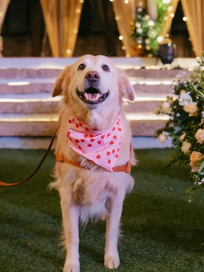 The cutest ring bearer! We love including beloved family pets in the ceremony in special roles, adding a deeply personal and heartwarming touch to the day.