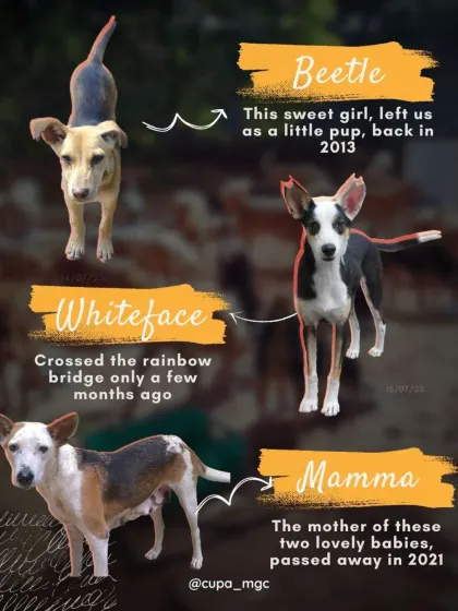 In loving memory of Mamma and her two babies, Whiteface and Beetle. Their memory lives on through the kindness of sponsors who feed our current residents.