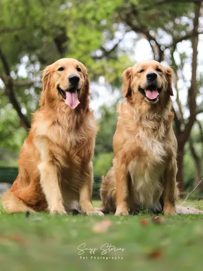 A stunning portrait of two Golden Retriever siblings, Bruno and Jenny, posing together in a lush green park.