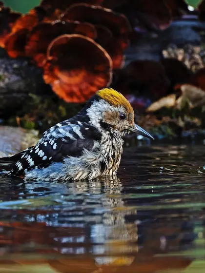 A Brown-fronted Woodpecker takes a moment to bathe in a shallow pool. The image captures the water droplets and wet feathers in exquisite detail, reflecting the surrounding forest colors and offering a rare glimpse into the bird's personal grooming behavior.