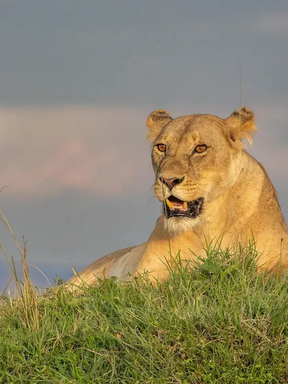The savanna queen on her throne. This lioness uses a small rise in the terrain to scan her territory, and the soft morning light beautifully illuminates her features.