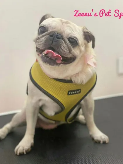 This charming Pug is living his best life after a spa day. Even short-coated breeds benefit from a deshedding bath to keep their coat healthy.