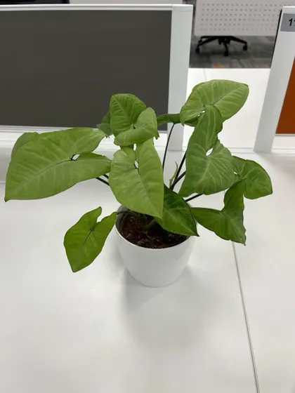 A small Syngonium plant, a great choice for adding a bit of green to a small workspace or cubicle.