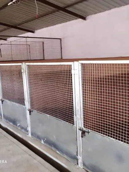 Our kennel setup ensures that dogs have their own space and are not forced to share, reducing stress and ensuring a peaceful rest.
