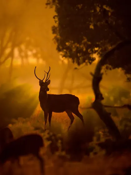 A majestic Barasingha (Swamp Deer) stag silhouetted against the golden mist of Kanha National Park. This is a magical, atmospheric shot that captures the spirit of the Indian jungle.