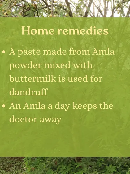 Captions for these will be educational, explaining the Ayurvedic properties and uses of plants like Neem (Nimbi) and Amla (Amalaki), or detailing aspects of the Ayurveda retreats and courses as shown in the images.