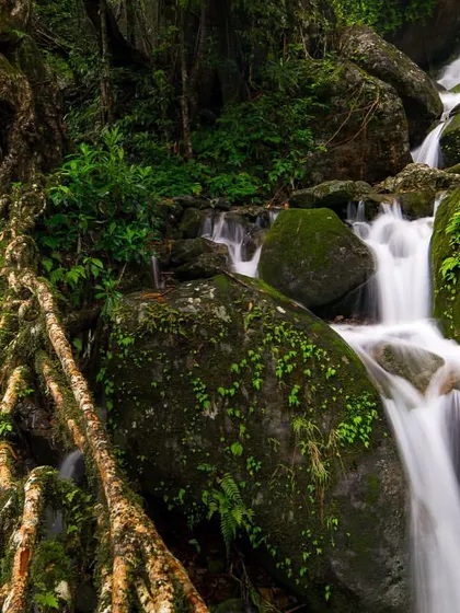 The living root bridges of Meghalaya are often surrounded by countless waterfalls. This long exposure shot captures the intricate roots alongside the smooth flow of water.