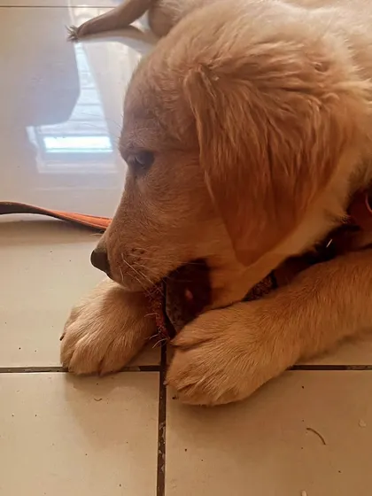 I love getting homework updates from clients! This is Luna at just 2.5 months old, learning to direct her natural chewing instincts onto a proper chew toy. This is a key step in preventing destructive chewing around the house.