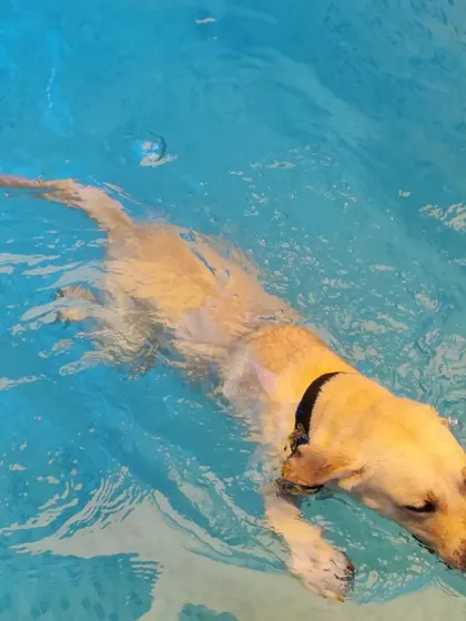 Daksha gliding through the water. The calm expression shows how relaxing and beneficial a hydrotherapy session can be for a dog's physical and mental well being.