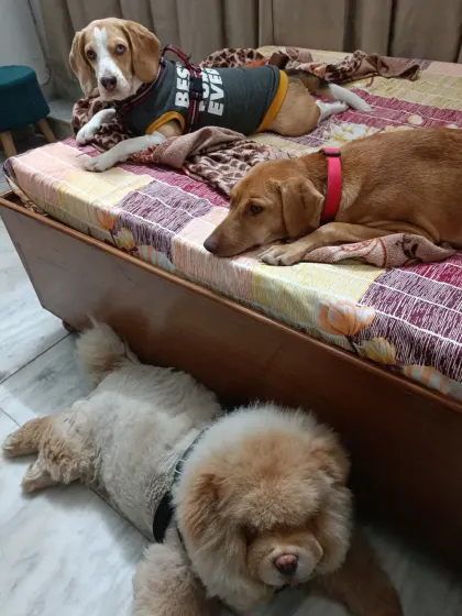 After a long day of play, it's time to relax. Here, dogs can choose their favorite spot to nap, whether it's on the bed like this Beagle and his friend, or on the cool floor like this fluffy Chow Chow. My home is their home, and comfort is always the top priority.