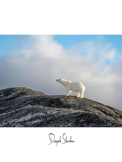 This classic fine art print is a timeless tribute to the king of the Arctic.