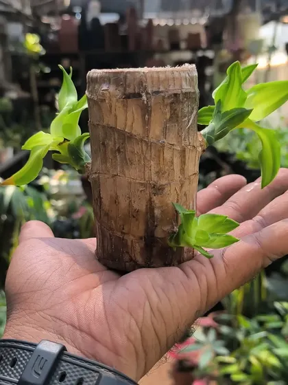 This Brazilian Wood cutting is up for grabs. It's amazing to watch these simple logs sprout new life and grow into a full plant.