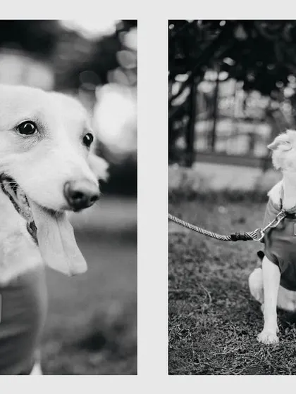 A diptych of black and white portraits of a beloved dog from a pre-wedding shoot. I always make sure to get some great shots of your four-legged friends when they join us.