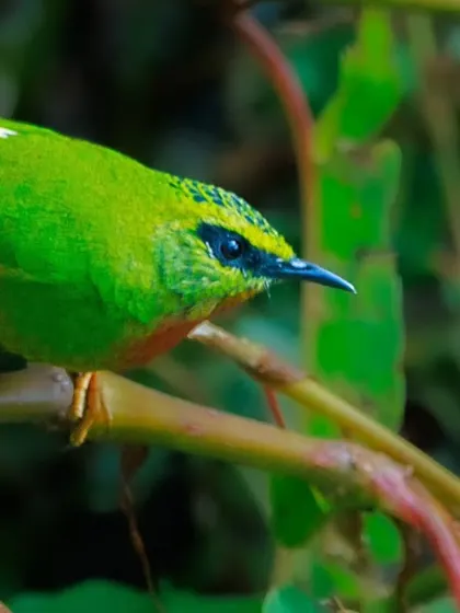 The Fire-tailed Myzornis is a small, brilliantly green warbler. Its name comes from the flash of red on the sides of its tail, a detail we try to capture.
