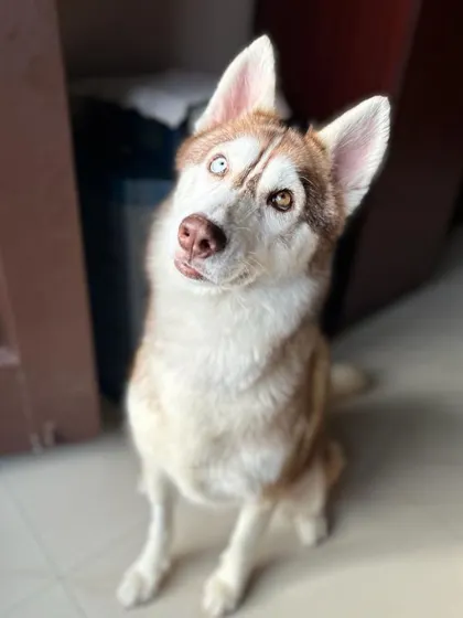 That classic husky head tilt! Luna's case is a great example of how we take on complex medical rescues and see them through to recovery and adoption.