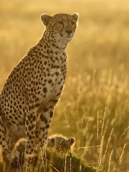 A mother cheetah uses a termite mound as a vantage point, beautifully backlit by the golden morning sun. Her cub is just visible at the bottom. This is a classic example of using light and animal behavior for a stunning shot.