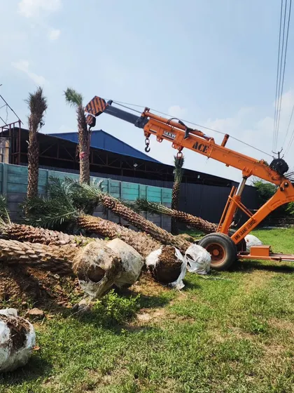 More Date Palms at our nursery, waiting to be transported. We can supply these in bulk for large-scale projects like farmhouses and resorts.